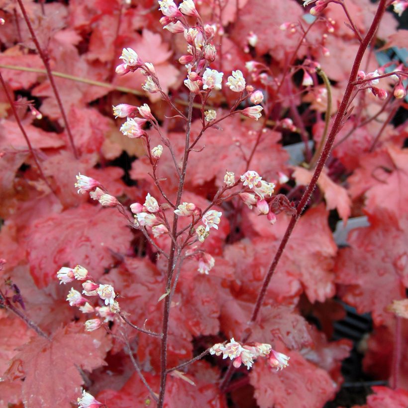 Heuchera Fire Chief - Purperklokje (Bloei)