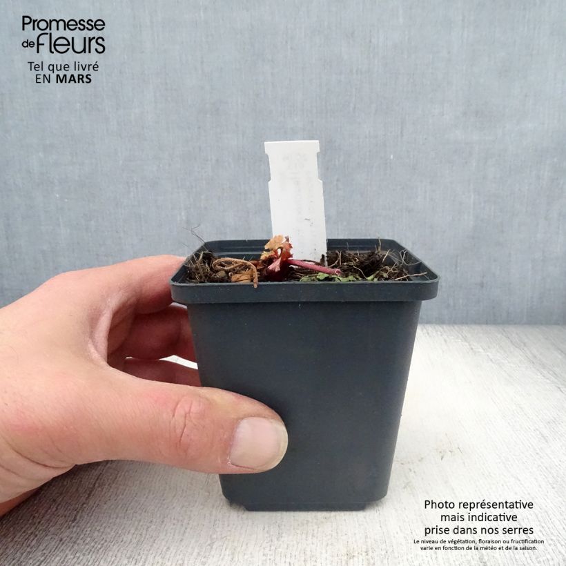 Exemplaar van Heuchera Fire Chief - Purperklokje Kweekpotje van 8/9 cm zoals geleverd in de lente