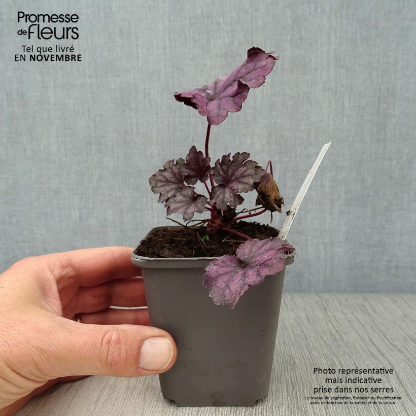 Exemplaar van Heuchera Forever Purple - Purperklokje Kweekpotje van 8/9 cm zoals geleverd in de herfst