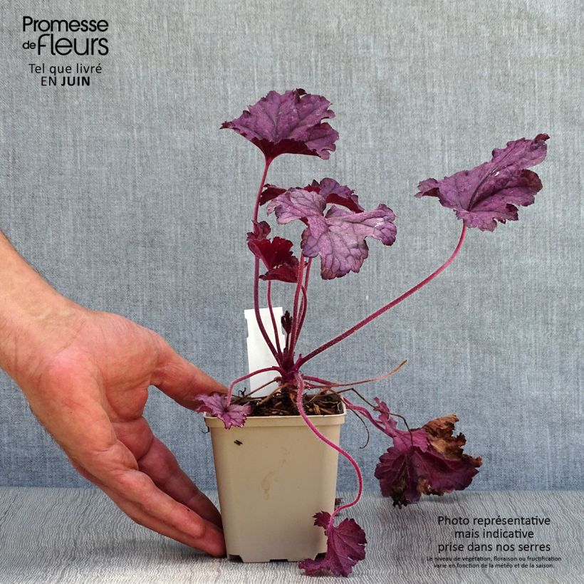 Exemplaar van Heuchera Forever Purple - Purperklokje Kweekpotje van 8/9 cm zoals geleverd in de zomer