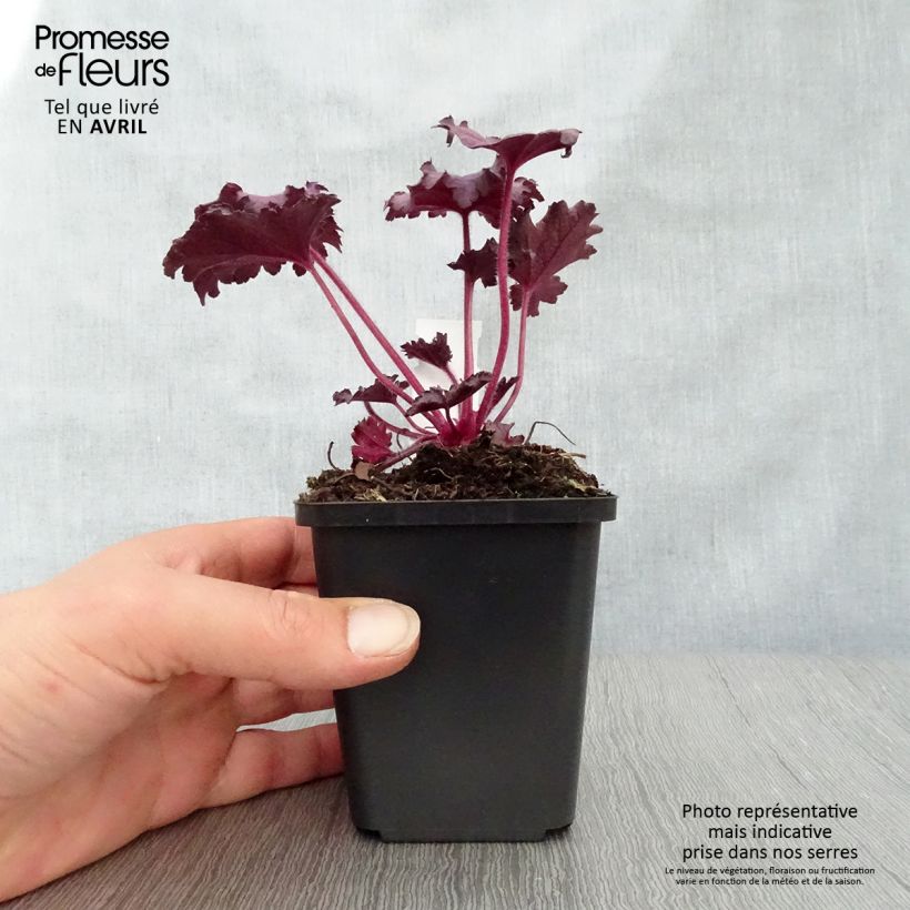 Exemplaar van Heuchera Forever Purple - Purperklokje Kweekpotje van 8/9 cm zoals geleverd in de lente