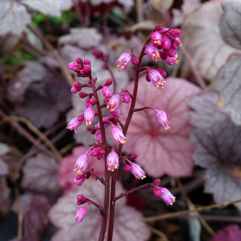 Heuchera Georgia Plum - Purperklokje (Bloei)