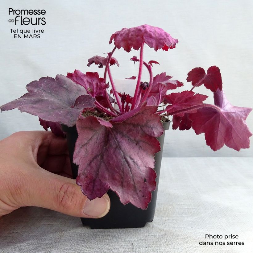 Exemplaar van Heuchera Georgia Plum - Purperklokje Kweekpotje van 8/9 cm zoals geleverd in de lente
