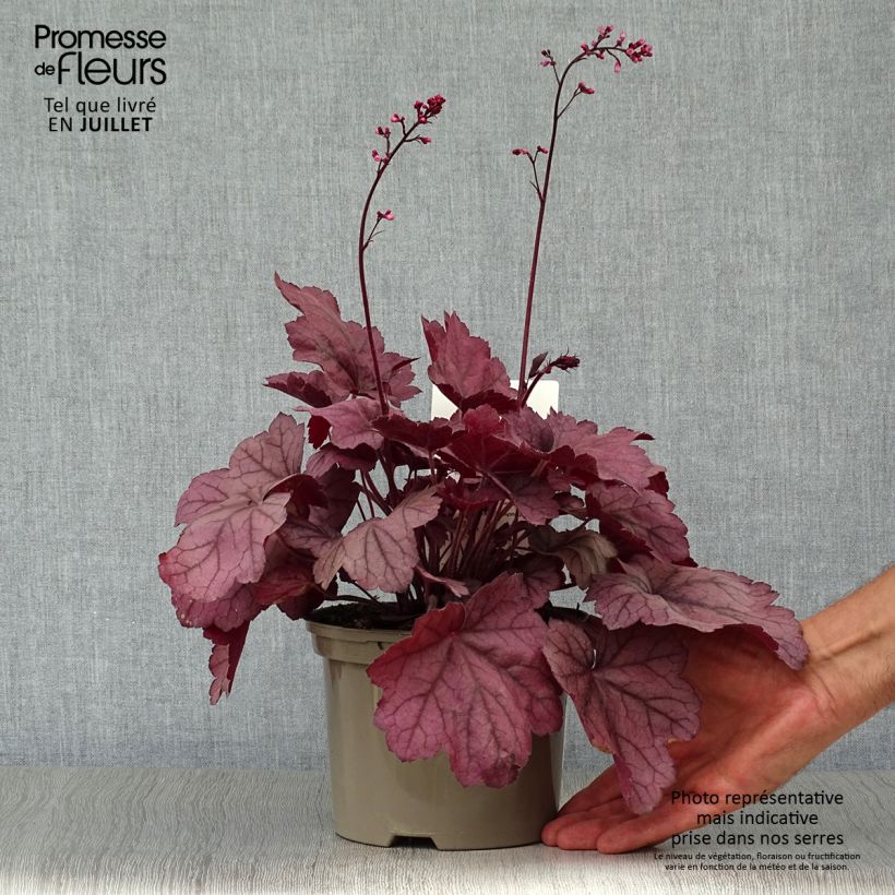 Exemplaar van Heuchera Georgia Plum - Purperklokje Pot van 2 l/3 l zoals geleverd in de zomer