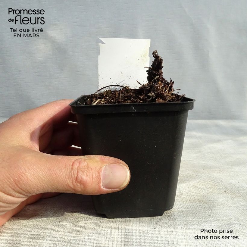 Exemplaar van Heuchera Green Ivory - Purperklokje Kweekpotje van 8/9 cm zoals geleverd in de lente