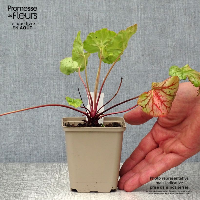 Exemplaar van Heuchera Green Spice - Purperklokje Kweekpotje van 8/9 cm zoals geleverd in de zomer