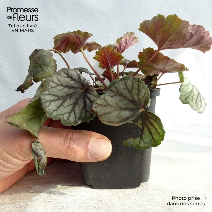 Example of Heuchera Green Spice - Purperklokje Kweekpotje van 8/9 cm as you get in printemps