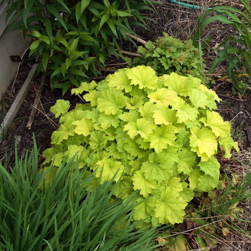 Heuchera Guacamole - Purperklokje (Groeiplaats)