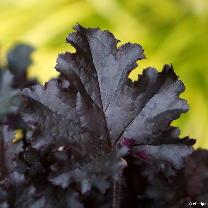 Heuchera Dark Secret - Purperklokje (Blad)