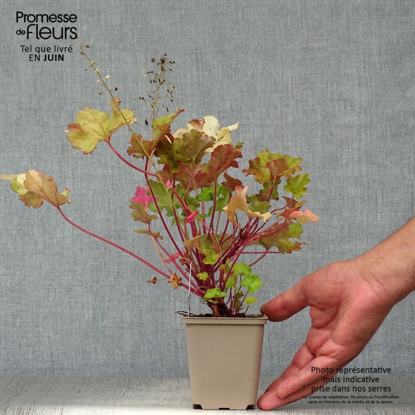 Exemplaar van Heuchera Lime Marmalade - Purperklokje Kweekpotje van 8/9 cm zoals geleverd in de zomer