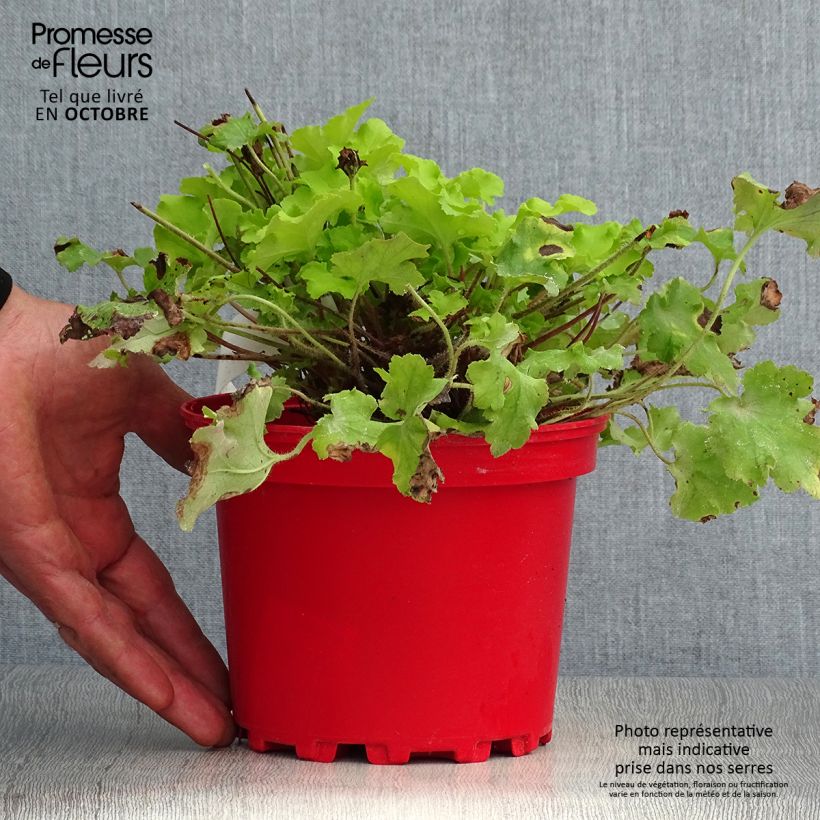 Exemplaar van Heuchera Lime Marmalade - Purperklokje Pot van 2 l/3 l zoals geleverd in de herfst