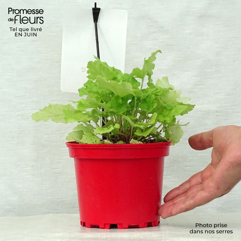 Exemplaar van Heuchera Lime Marmalade - Purperklokje Pot van 2 l/3 l zoals geleverd in de zomer