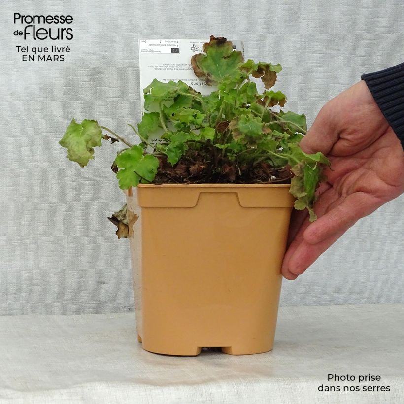 Exemplaar van Heuchera Lime Marmalade - Purperklokje Pot van 2 l/3 l zoals geleverd in de lente