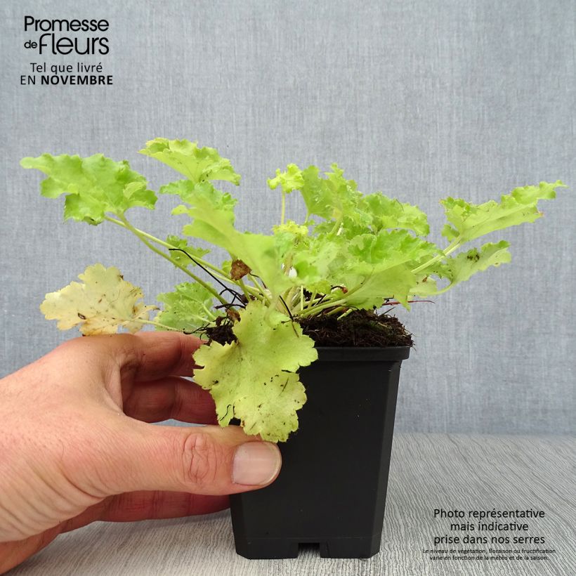 Exemplaar van Heuchera Lime Rickey - Purperklokje Kweekpotje van 8/9 cm zoals geleverd in de herfst