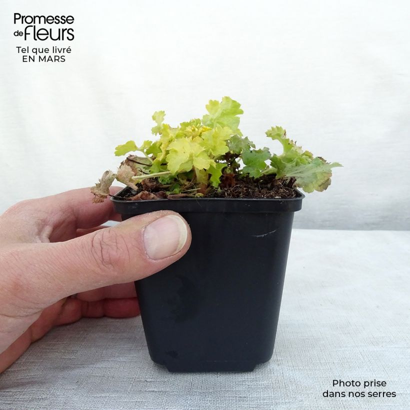 Exemplaar van Heuchera Lime Rickey - Purperklokje Kweekpotje van 8/9 cm zoals geleverd in de lente