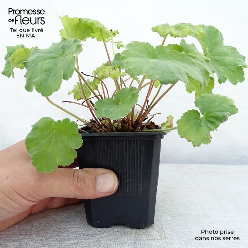 Exemplaar van Heuchera Little Cutie Blondie in Lime in pot - Purperklokje Kweekpotje van 8/9 cm zoals geleverd in de lente