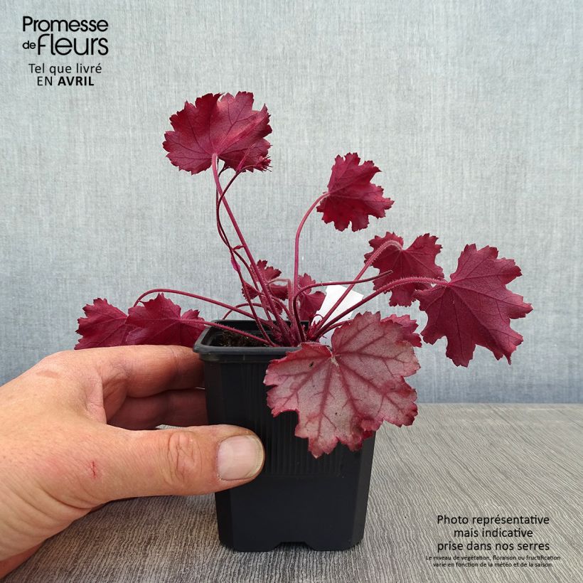 Exemplaar van Heuchera Little Cuties Sugar Berry - Purperklokje Kweekpotje van 8/9 cm zoals geleverd in de lente