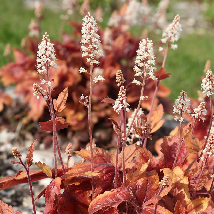 Heuchera Marmelade - Purperklokje (Bloei)