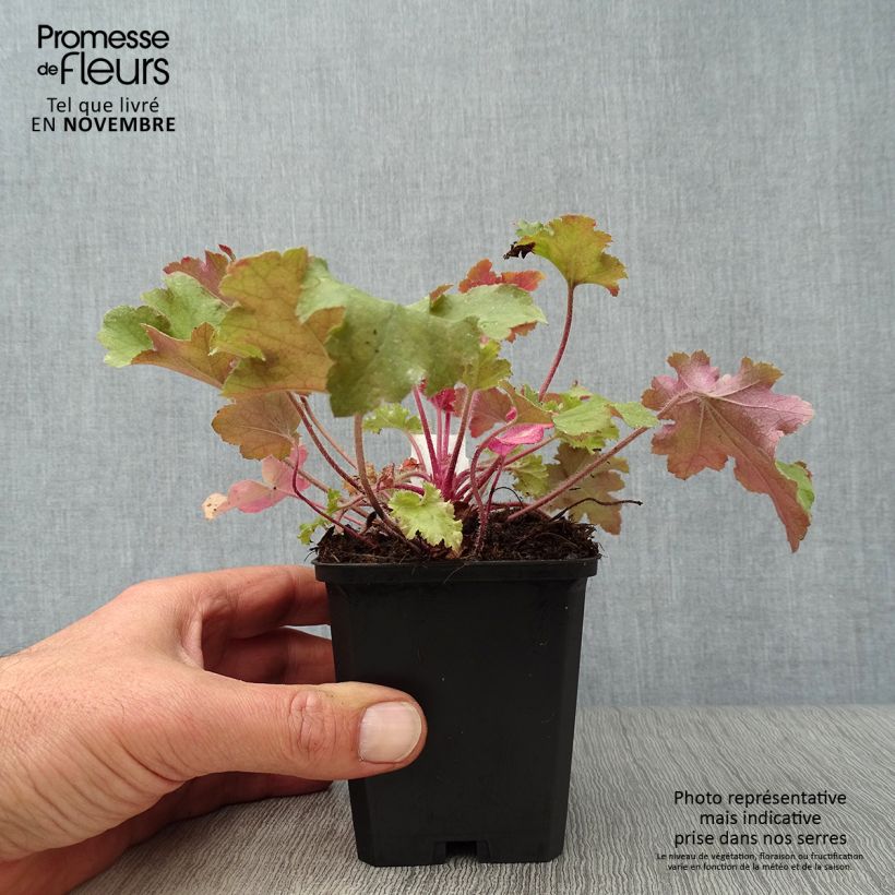 Exemplaar van Heuchera Marmelade - Purperklokje Kweekpotje van 8/9 cm zoals geleverd in de herfst