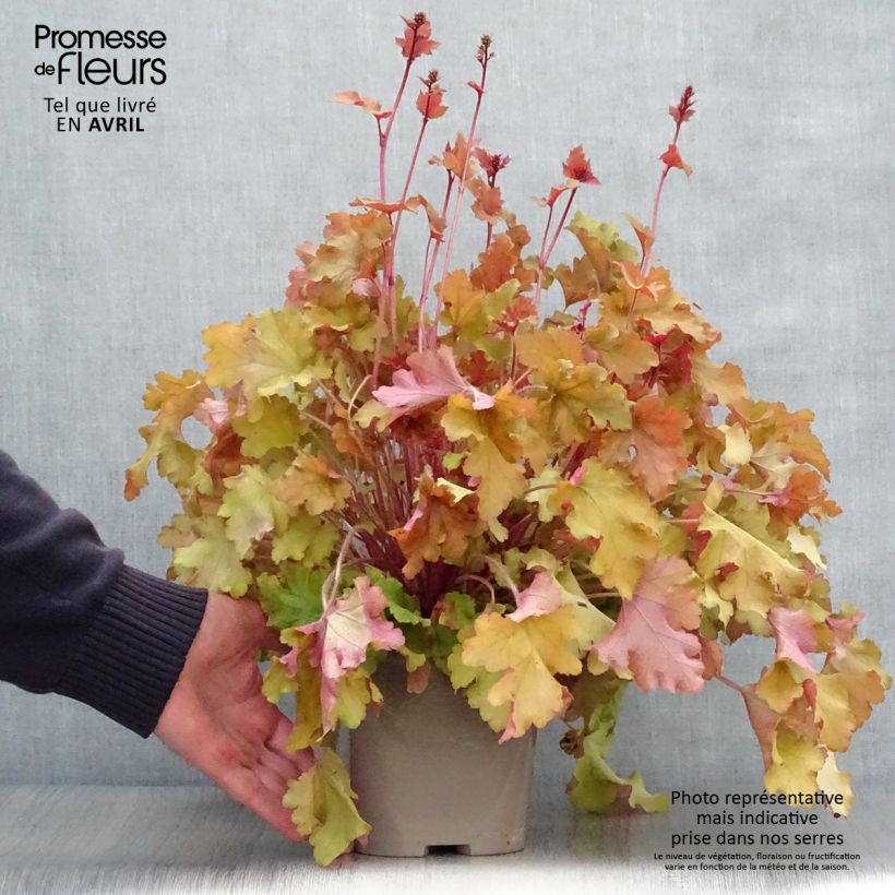 Exemplaar van Heuchera Marmelade - Purperklokje Pot van 2 l/3 l zoals geleverd in de lente