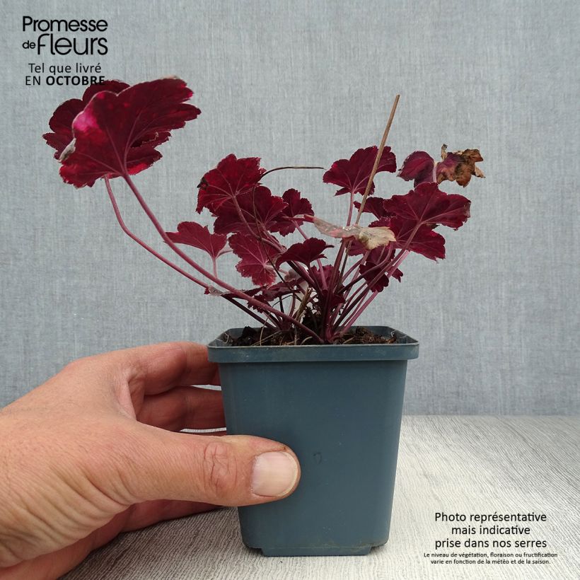Exemplaar van Heuchera Midnight Rose - Purperklokje Kweekpotje van 8/9 cm zoals geleverd in de herfst