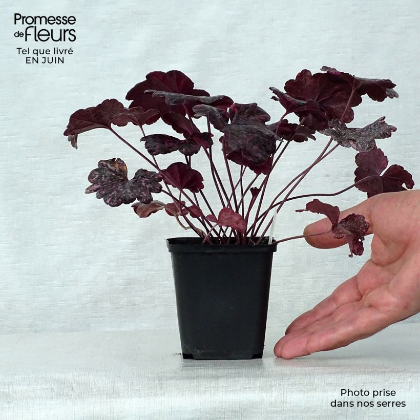 Exemplaar van Heuchera Midnight Rose - Purperklokje Kweekpotje van 8/9 cm zoals geleverd in de zomer