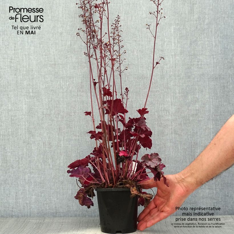 Exemplaar van Heuchera Midnight Rose - Purperklokje Pot van 1,5 l/2 l zoals geleverd in de lente