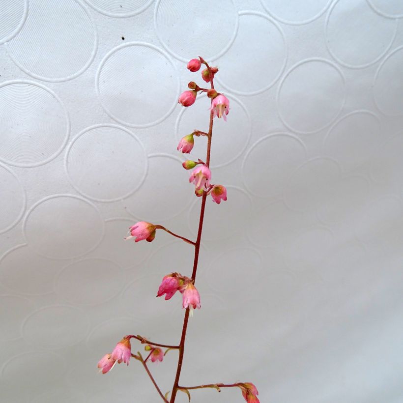 Heuchera Miracle - Purperklokje (Bloei)