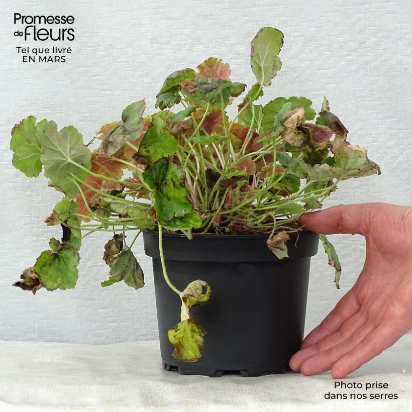 Exemplaar van Heuchera Miracle - Purperklokje Pot van 2 l/3 l zoals geleverd in de lente