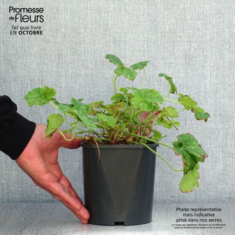 Exemplaar van Heuchera Miracle - Purperklokje Pot van 2 l/3 l zoals geleverd in de herfst