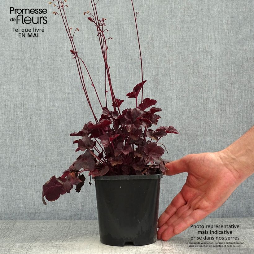 Exemplaar van Heuchera Obsidian - Purperklokje Pot van 1,5 l/2 l zoals geleverd in de lente