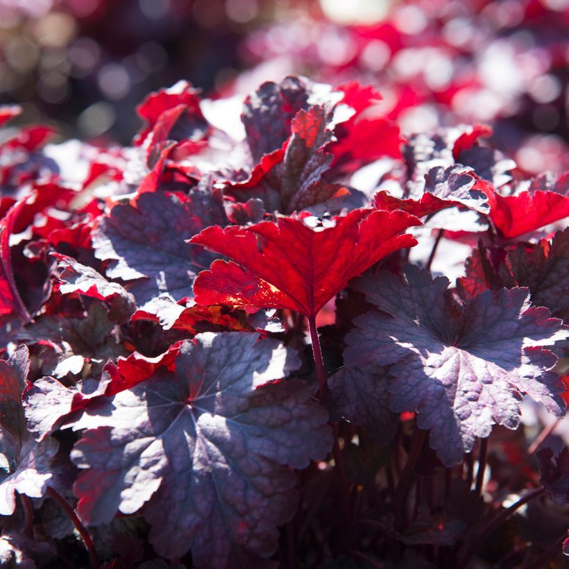 Heuchera Obsidian - Purperklokje (Blad)