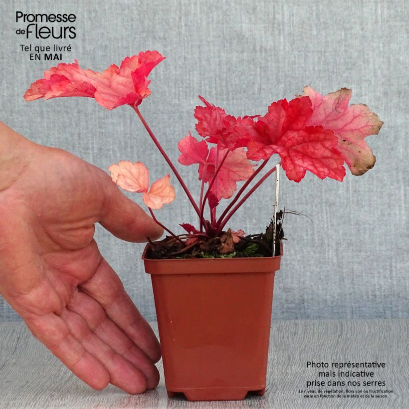 Exemplaar van Heuchera Paprika - Purperklokje Kweekpotje van 8/9 cm zoals geleverd in de lente