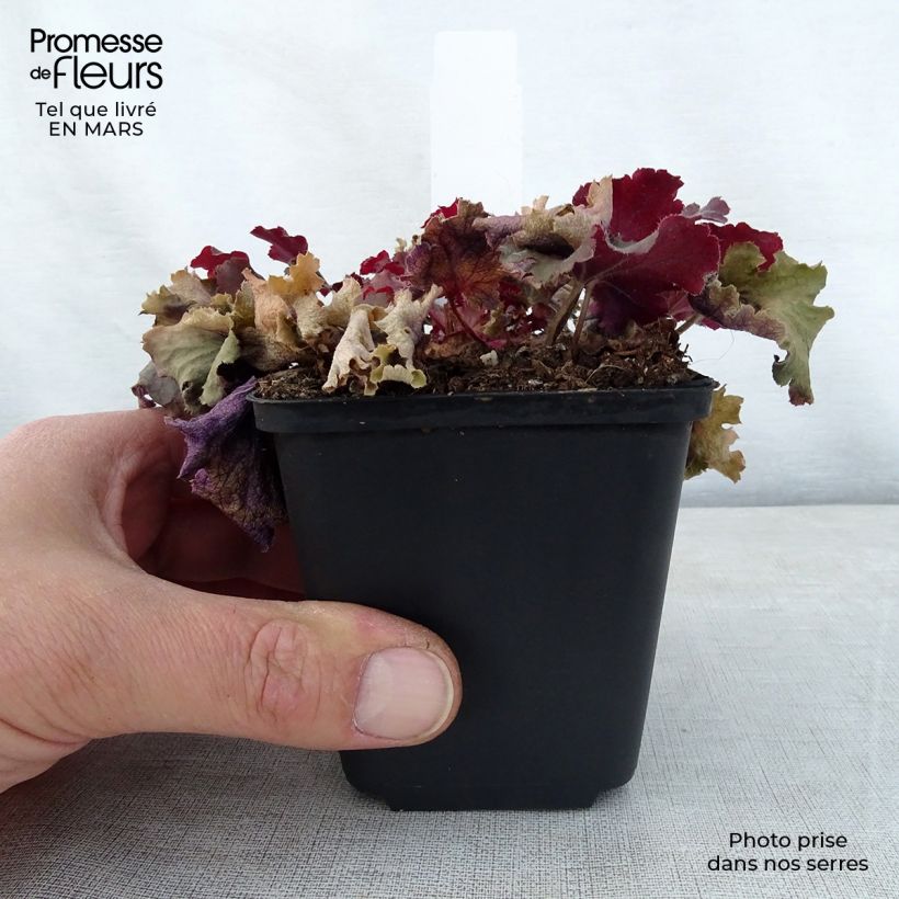 Exemplaar van Heuchera Peach Crisp - Purperklokje Kweekpotje van 8/9 cm zoals geleverd in de lente