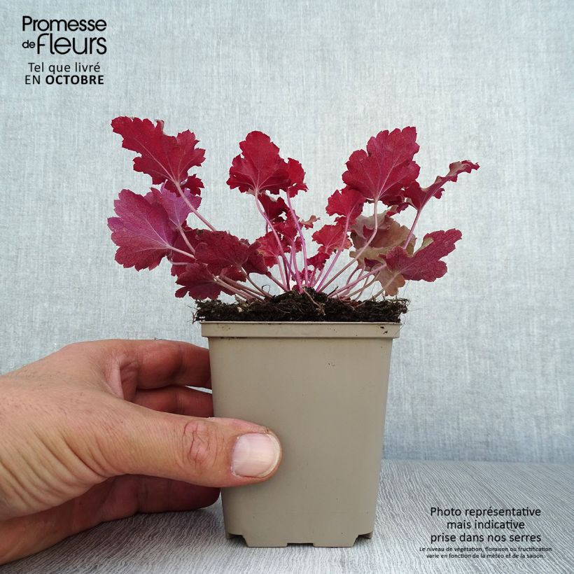 Exemplaar van Heuchera Peach Crisp - Purperklokje Kweekpotje van 8/9 cm zoals geleverd in de herfst