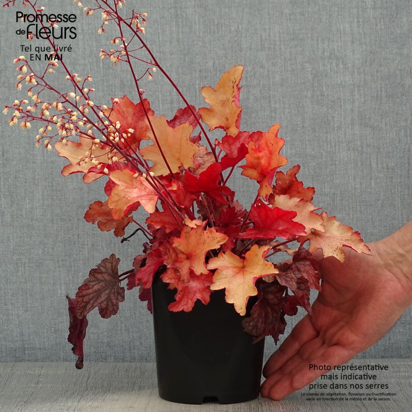 Exemplaar van Heuchera Peach flambé - Purperklokje Pot van 1,5 l/2 l zoals geleverd in de lente