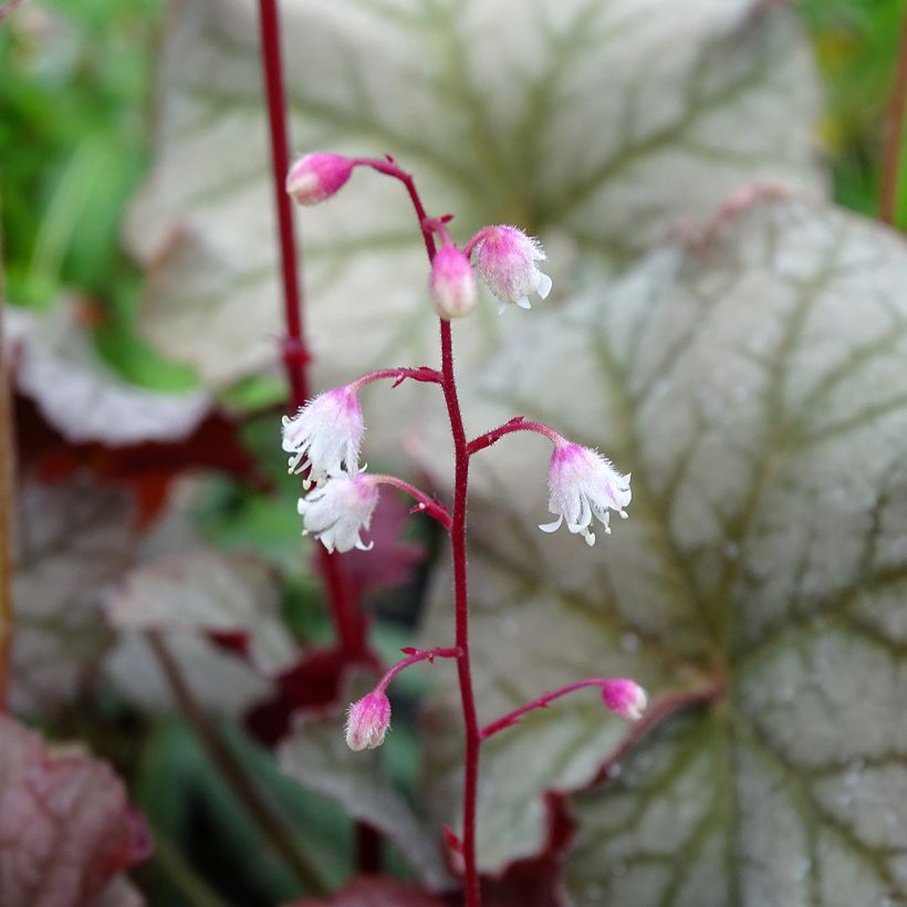 Heuchera Pinot Gris - Purperklokje (Bloei)