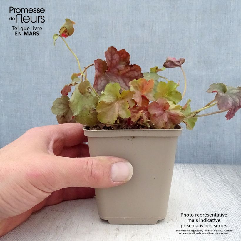 Exemplaar van Heuchera Pinot Gris - Purperklokje Kweekpotje van 8/9 cm zoals geleverd in de lente