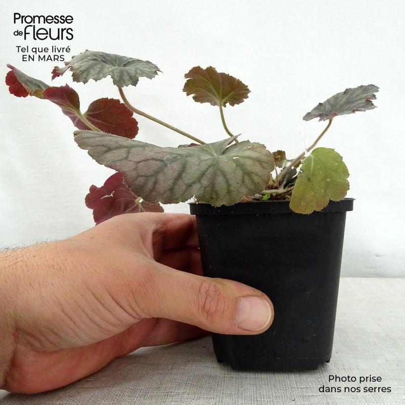 Exemplaar van Heuchera Pinot Noir - Purperklokje Kweekpotje van 8/9 cm zoals geleverd in de lente