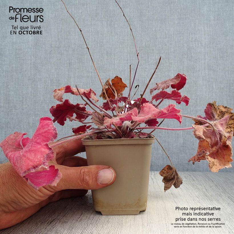 Exemplaar van Heuchera Pinot Noir - Purperklokje Kweekpotje van 8/9 cm zoals geleverd in de herfst