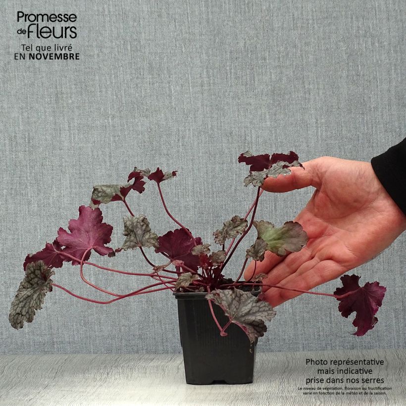 Exemplaar van Heuchera Plum Pudding - Purperklokje Kweekpotje van 8/9 cm zoals geleverd in de herfst