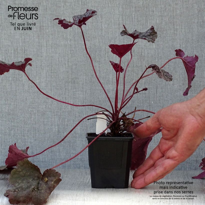 Exemplaar van Heuchera Plum Pudding - Purperklokje Kweekpotje van 8/9 cm zoals geleverd in de zomer