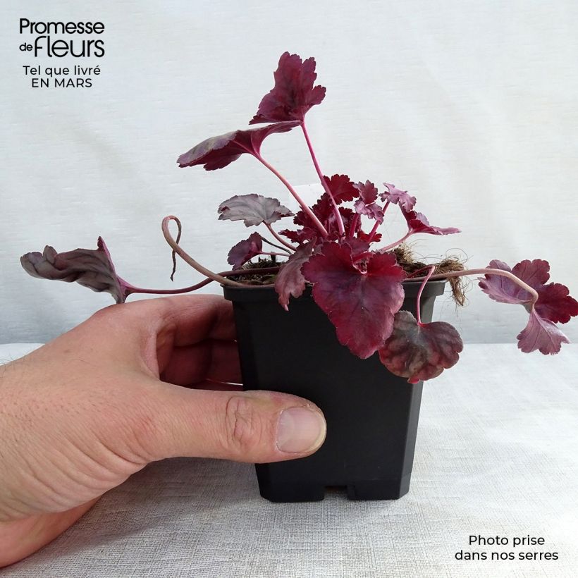 Exemplaar van Heuchera Plum Royale - Purperklokje Kweekpotje van 8/9 cm zoals geleverd in de lente