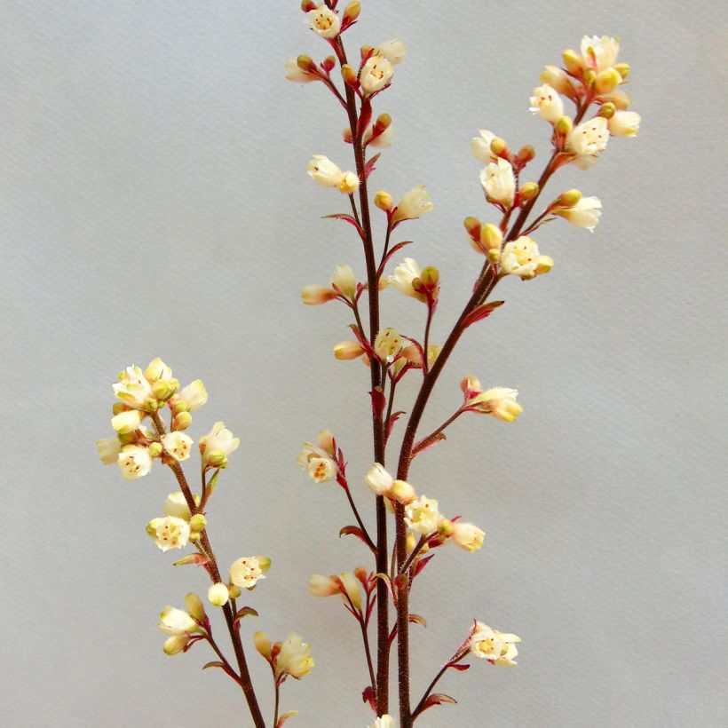 Heuchera Prince of Silver - Purperklokje (Bloei)