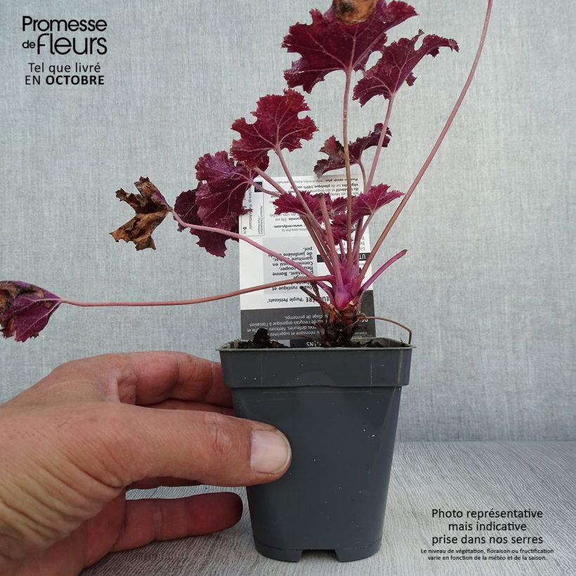 Exemplaar van Heuchera Purple Petticoats - Purperklokje Kweekpotje van 8/9 cm zoals geleverd in de herfst