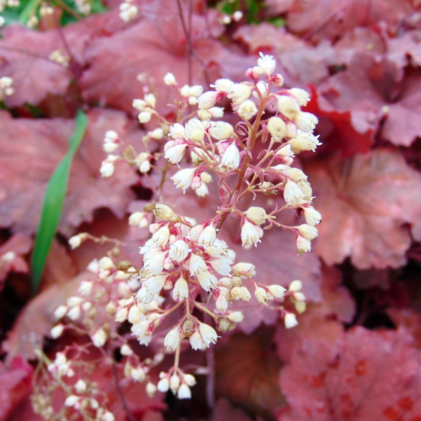 Heuchera Rio - Purperklokje (Bloei)