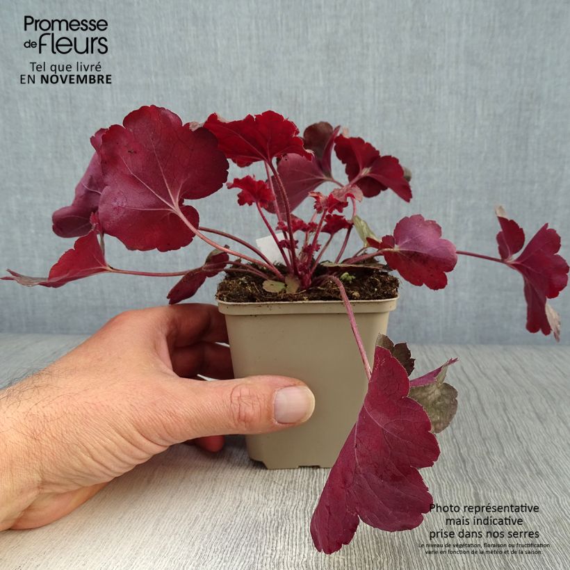 Exemplaar van Heuchera Root Beer - Purperklokje Kweekpotje van 8/9 cm zoals geleverd in de herfst