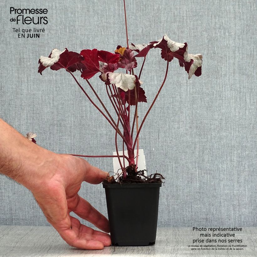 Exemplaar van Heuchera Silver Gumdrop - Purperklokje Kweekpotje van 8/9 cm zoals geleverd in de zomer