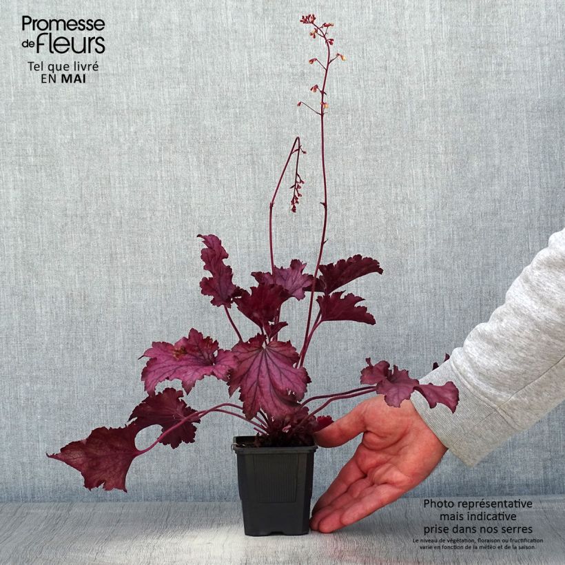 Exemplaar van Heuchera Spellbound - Purperklokje Kweekpotje van 8/9 cm zoals geleverd in de lente