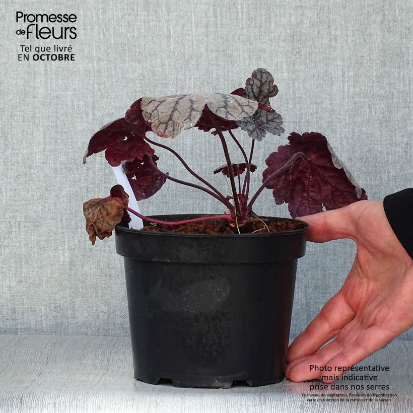 Exemplaar van Heuchera Sugar Plum - Purperklokje Pot van 2 l/3 l zoals geleverd in de herfst